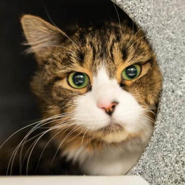 Pet Photo